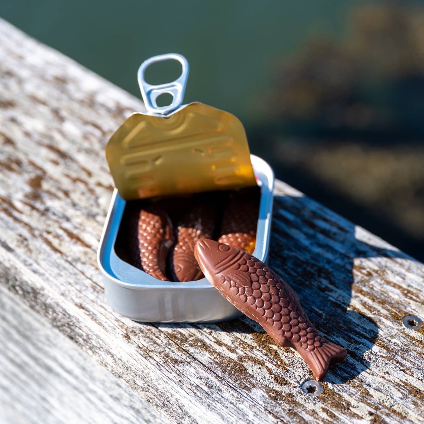 Milk Chocolate Sardines